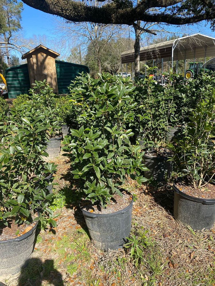 osmanthus-fragrans-sweet-tea-olive