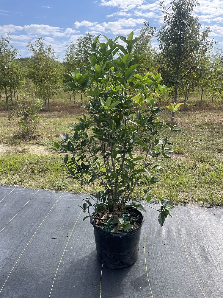 osmanthus-fragrans-sweet-tea-olive