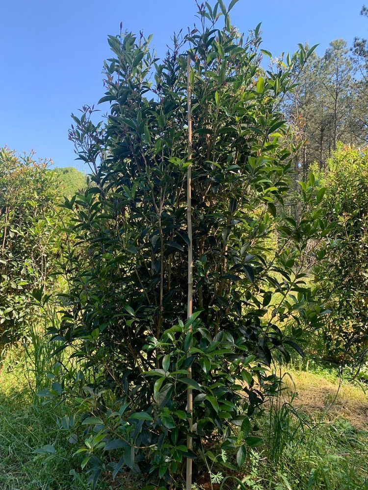 osmanthus-fragrans-sweet-tea-olive