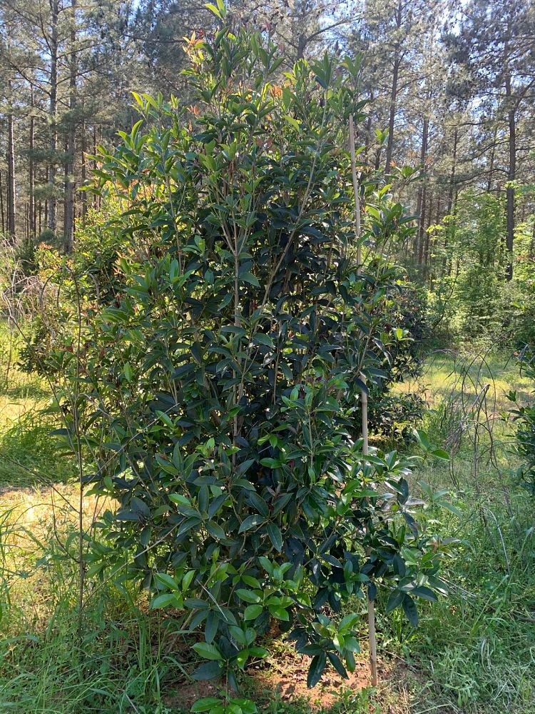 osmanthus-fragrans-sweet-tea-olive