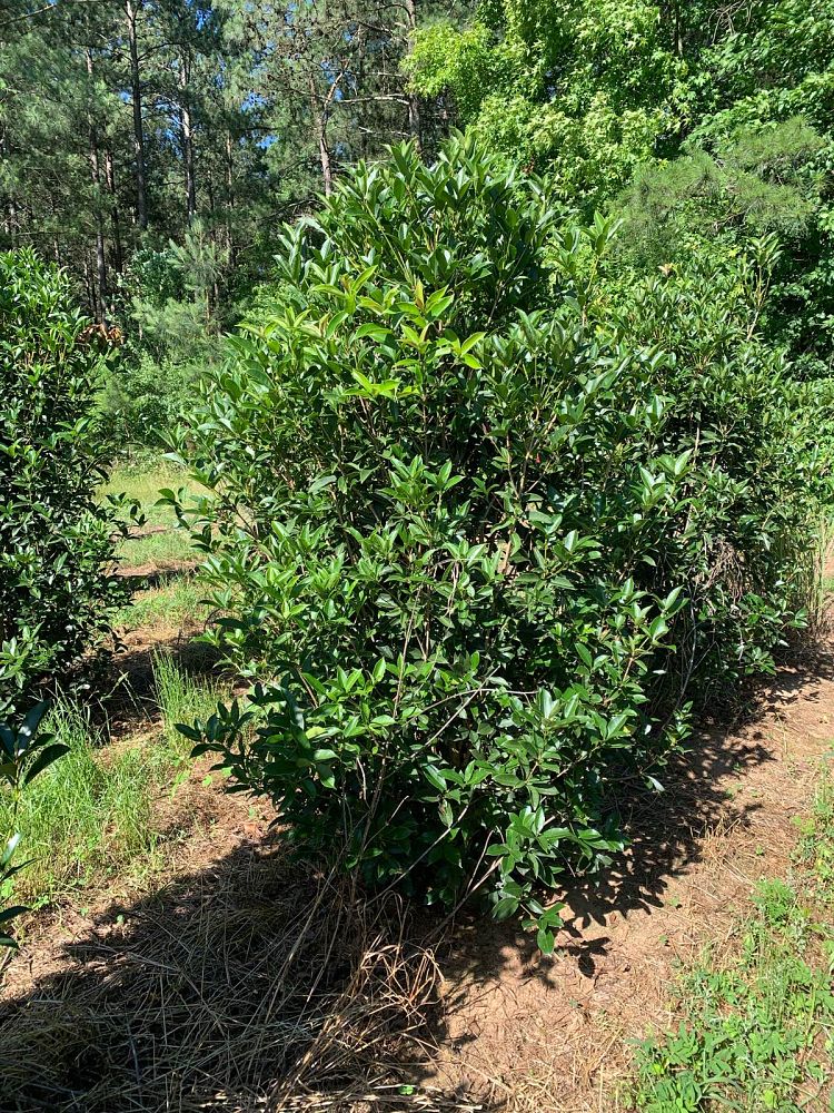osmanthus-fragrans-sweet-tea-olive