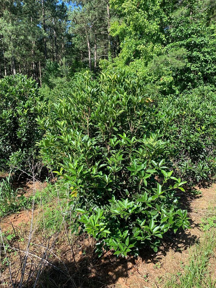 osmanthus-fragrans-sweet-tea-olive