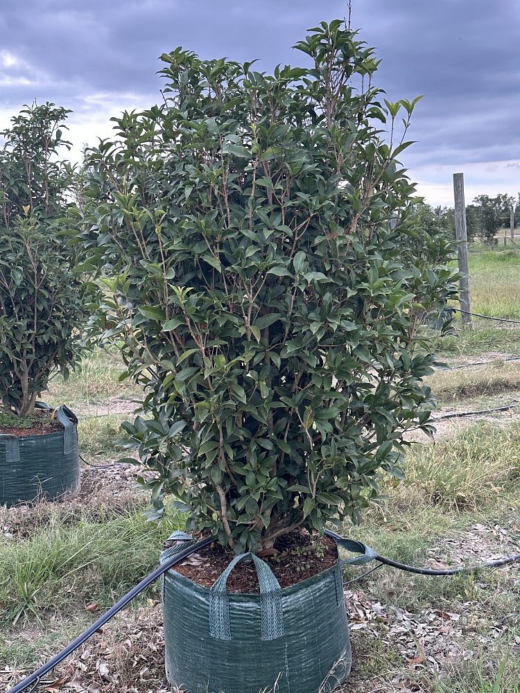 osmanthus-fragrans-sweet-tea-olive