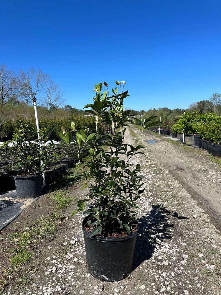 osmanthus-fragrans-sweet-tea-olive