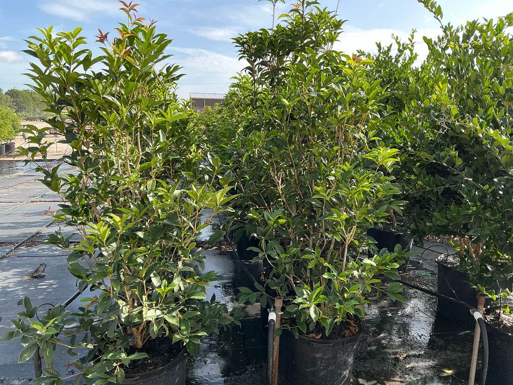 osmanthus-fragrans-sweet-tea-olive