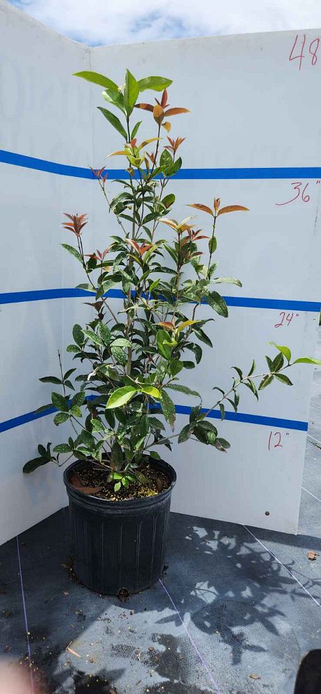osmanthus-fragrans-sweet-tea-olive