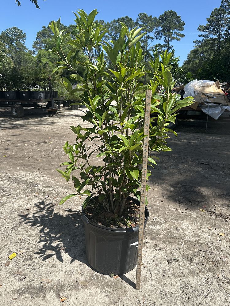 osmanthus-fragrans-sweet-tea-olive