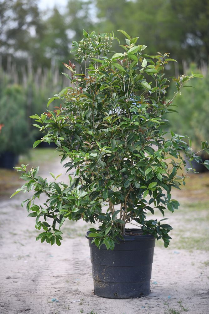 osmanthus-fragrans-sweet-tea-olive