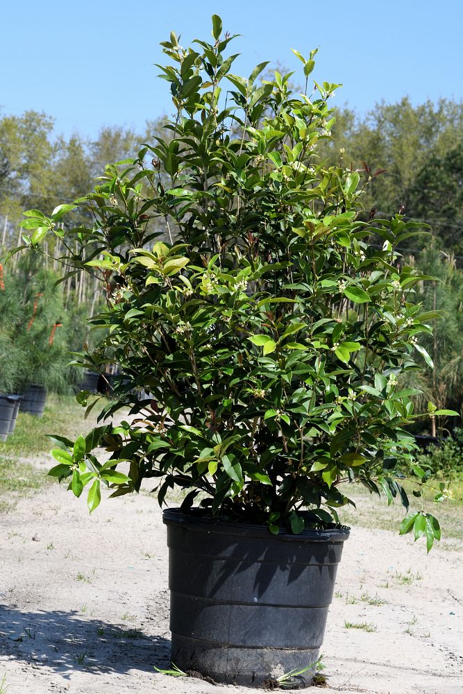 osmanthus-fragrans-sweet-tea-olive