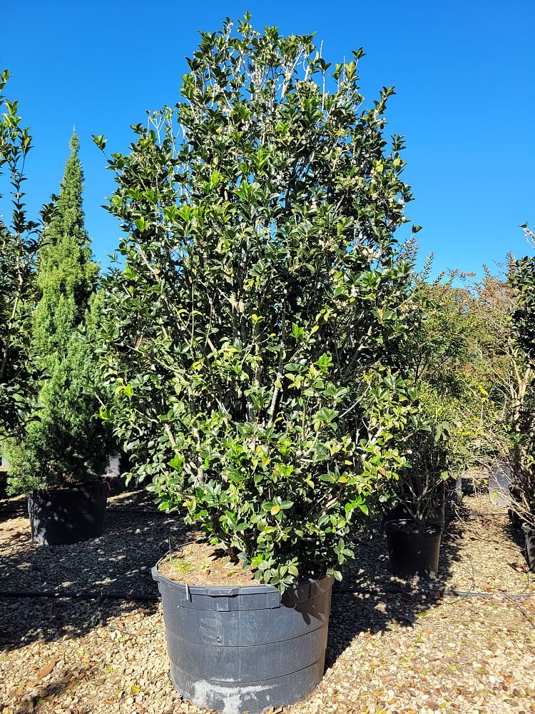 osmanthus-fragrans-sweet-tea-olive