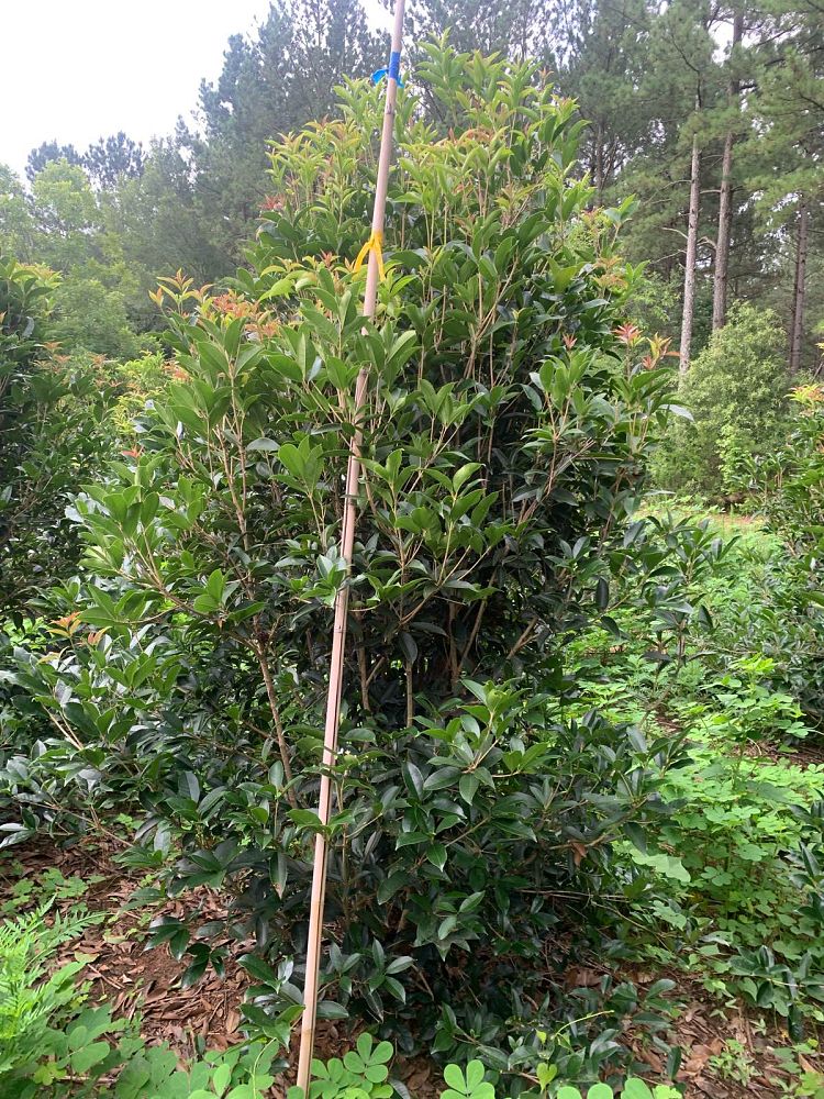 osmanthus-fragrans-sweet-tea-olive