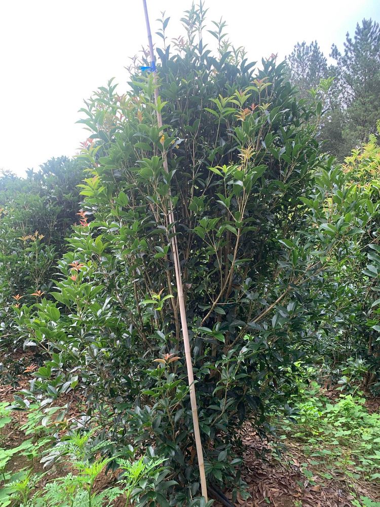 osmanthus-fragrans-sweet-tea-olive