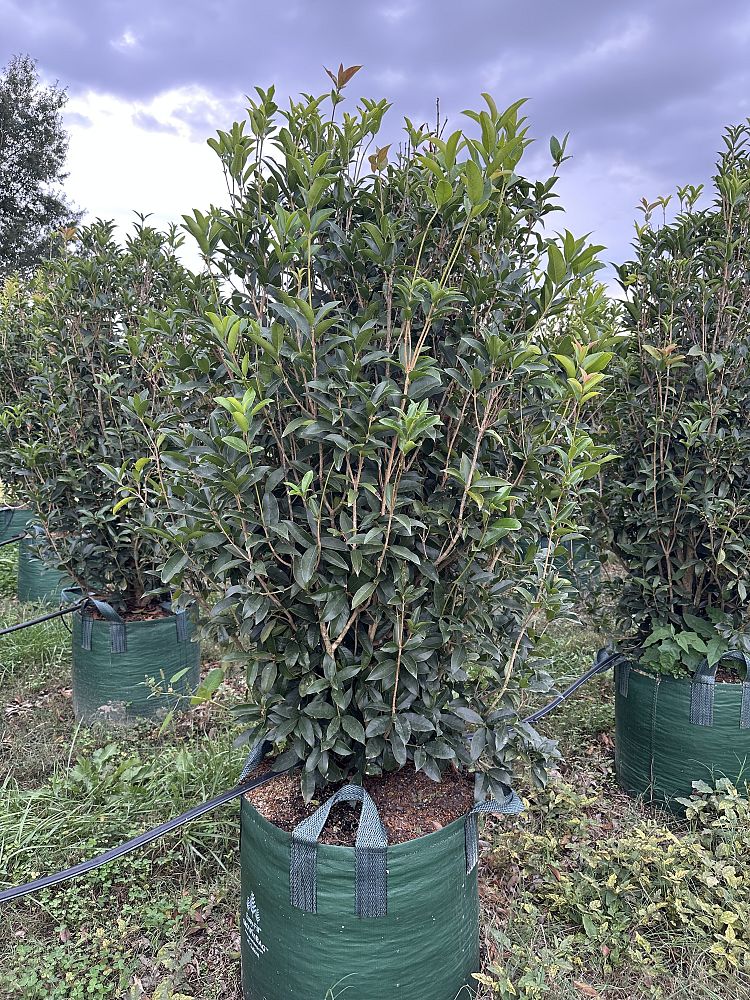 osmanthus-fragrans-sweet-tea-olive