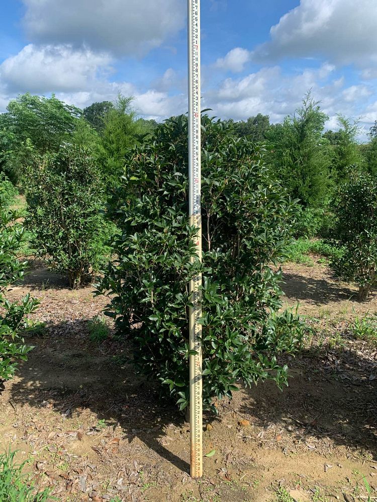 osmanthus-fragrans-sweet-tea-olive