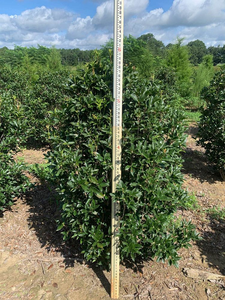 osmanthus-fragrans-sweet-tea-olive