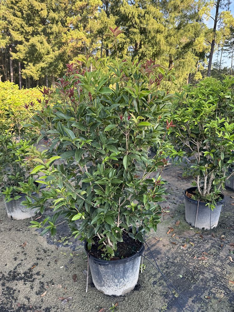 osmanthus-fragrans-sweet-tea-olive