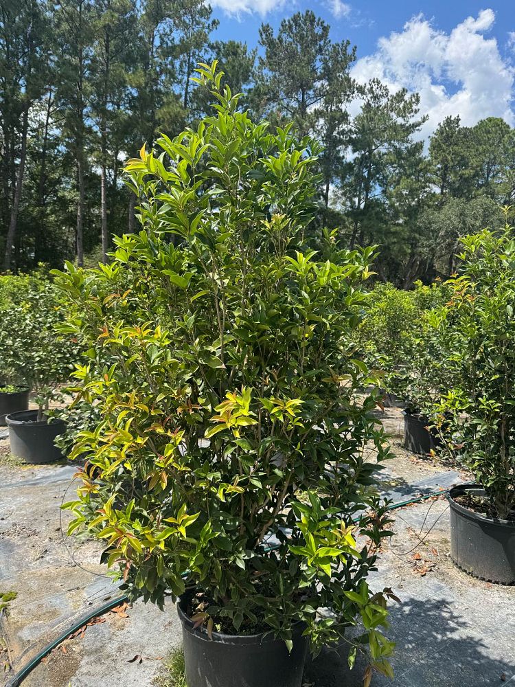 osmanthus-fragrans-sweet-tea-olive