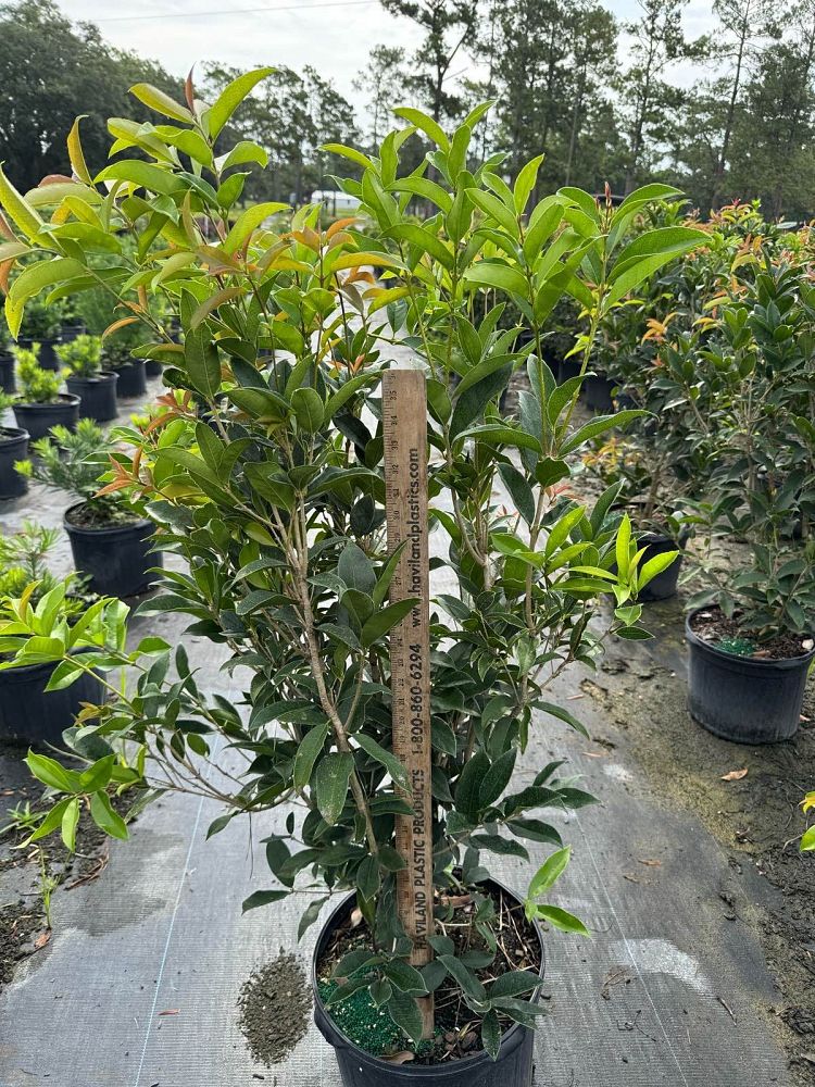 osmanthus-fragrans-sweet-tea-olive