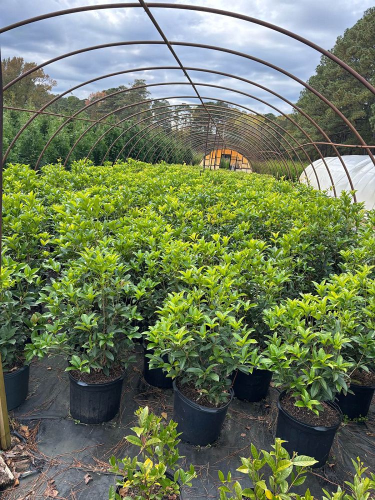 osmanthus-fragrans-sweet-tea-olive