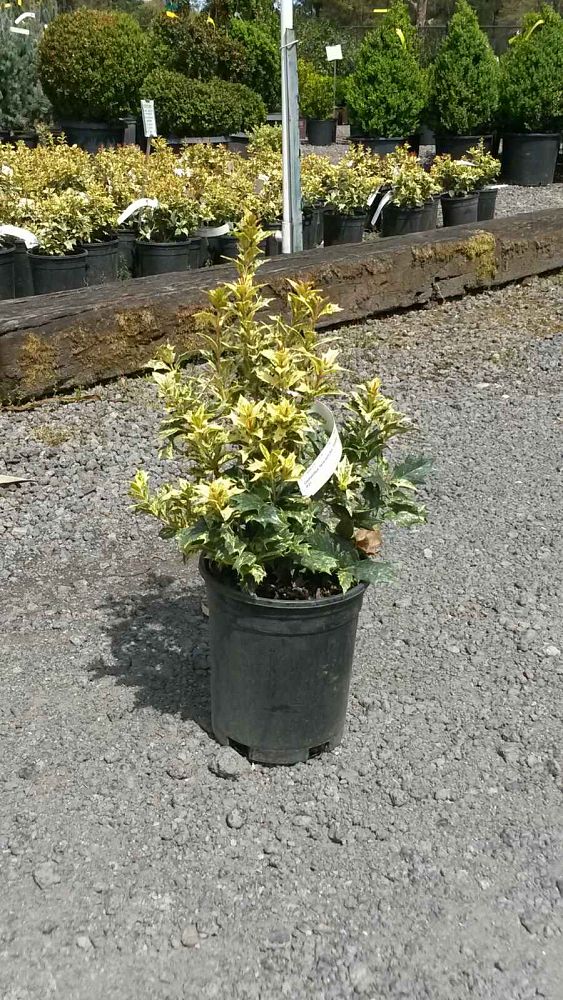 osmanthus-heterophyllus-goshiki-holly-olive