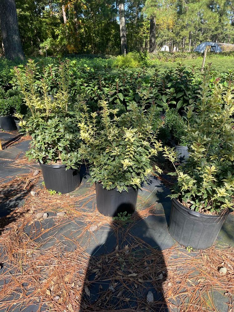 osmanthus-heterophyllus-goshiki-holly-olive