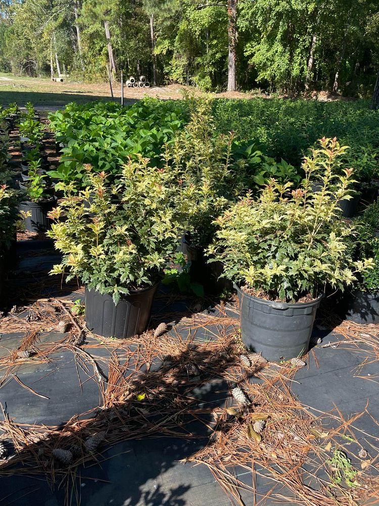 osmanthus-heterophyllus-goshiki-holly-olive