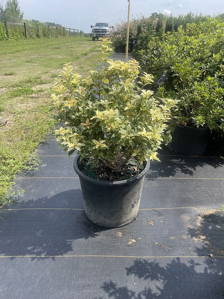 osmanthus-heterophyllus-goshiki-holly-olive
