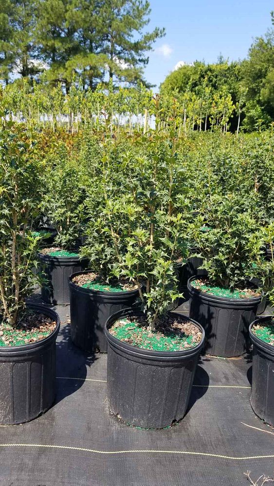 osmanthus-heterophyllus-gulftide-holly-olive
