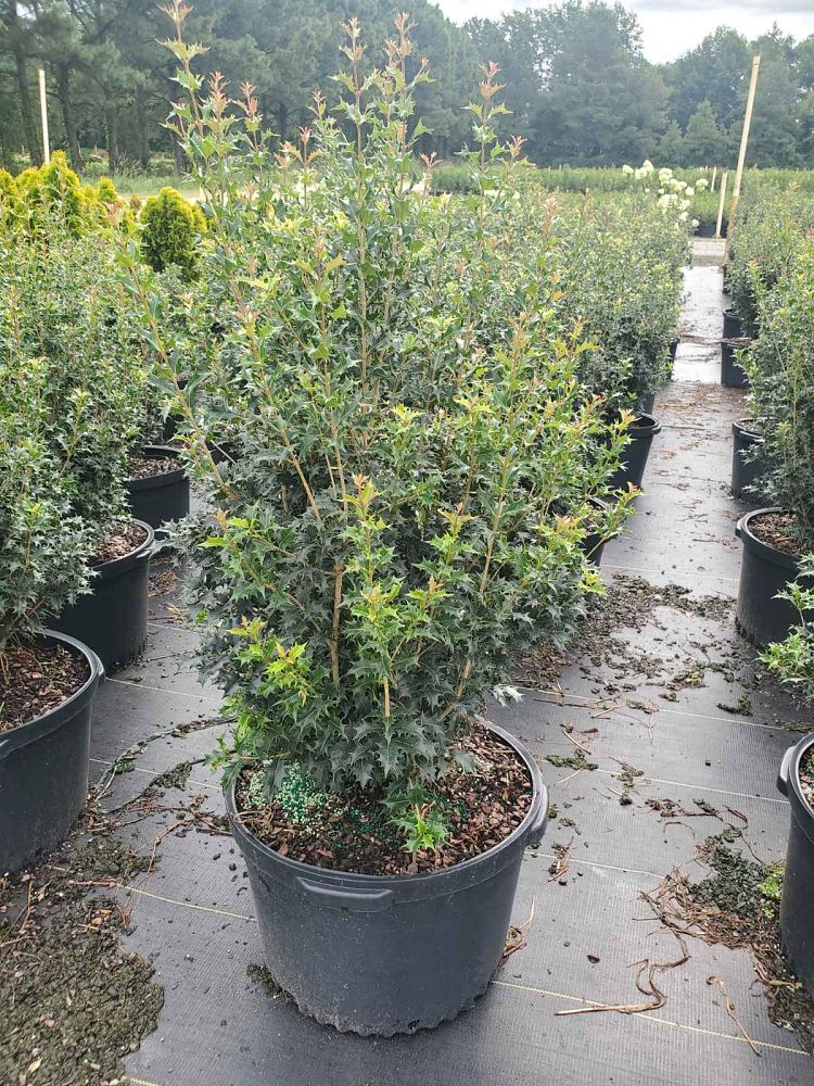 osmanthus-heterophyllus-gulftide-holly-olive