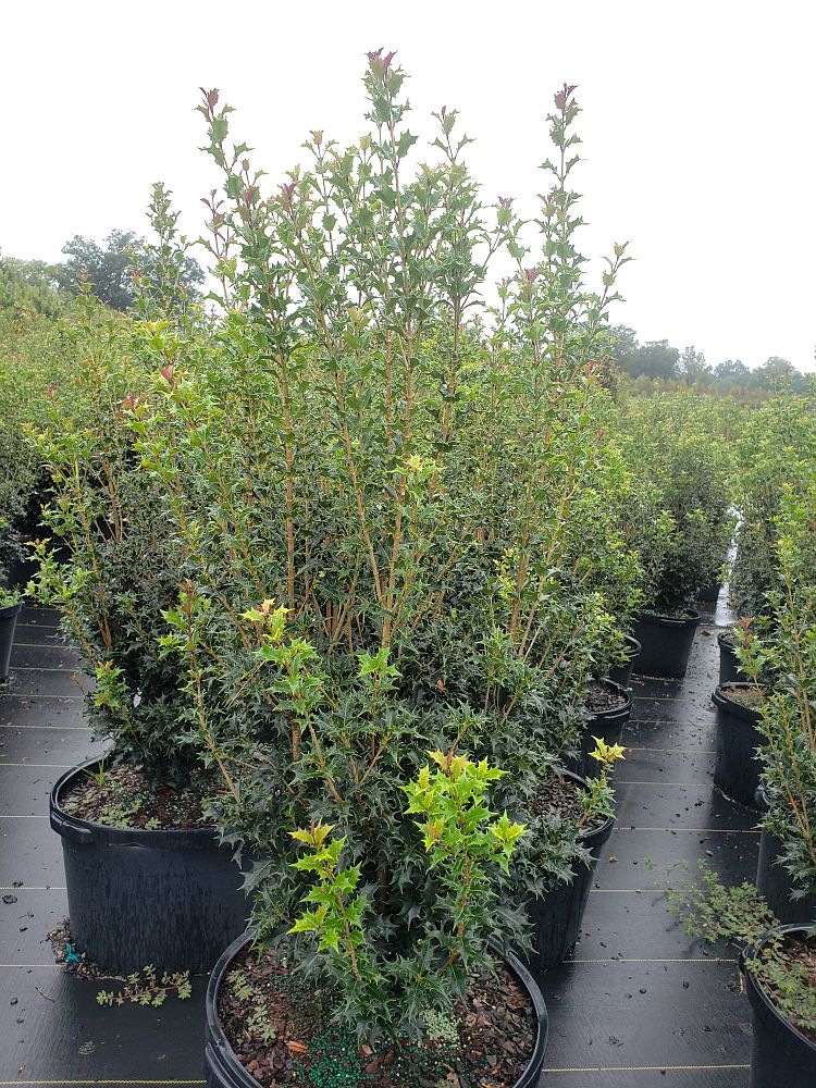 osmanthus-heterophyllus-gulftide-holly-olive