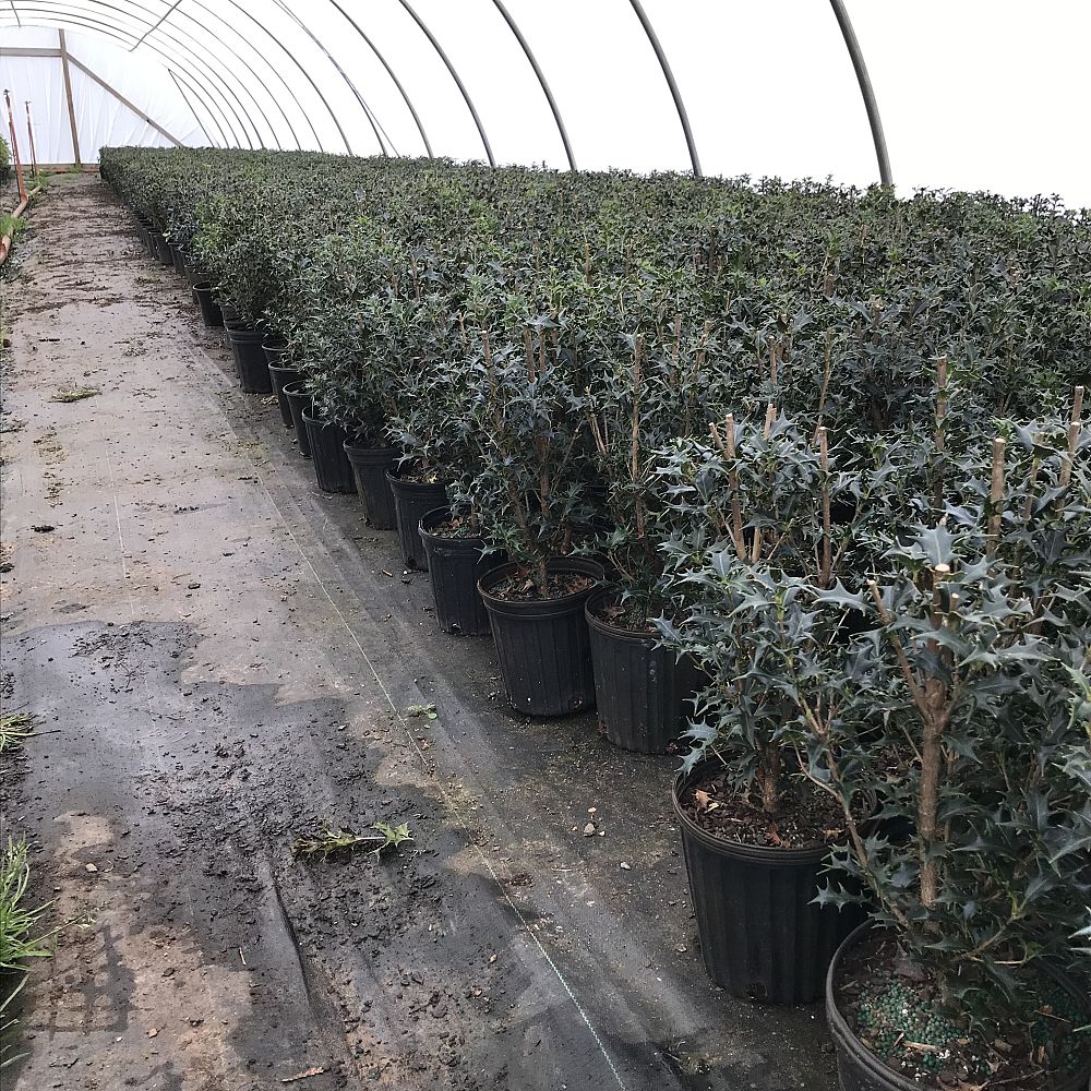 osmanthus-heterophyllus-gulftide-holly-olive