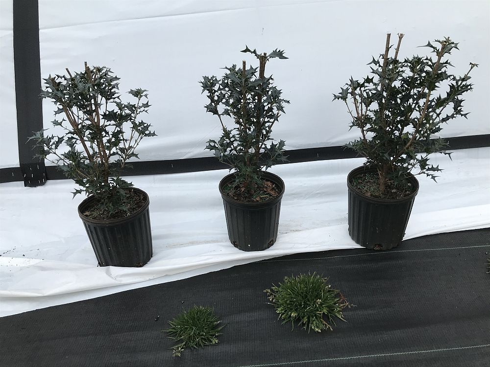 osmanthus-heterophyllus-gulftide-holly-olive