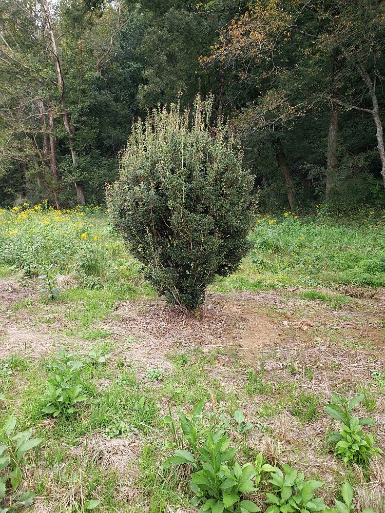 osmanthus-heterophyllus-gulftide-holly-olive