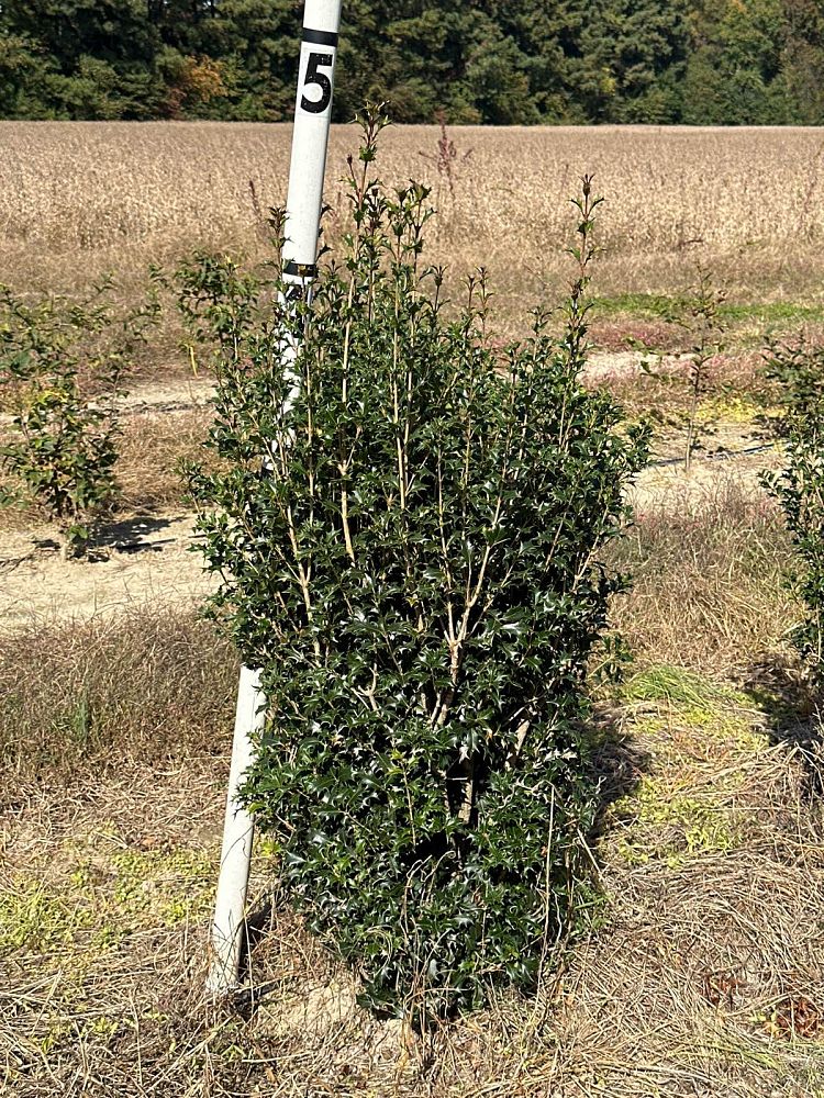 osmanthus-heterophyllus-gulftide-holly-olive