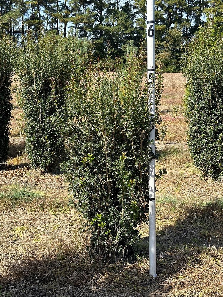 osmanthus-heterophyllus-gulftide-holly-olive