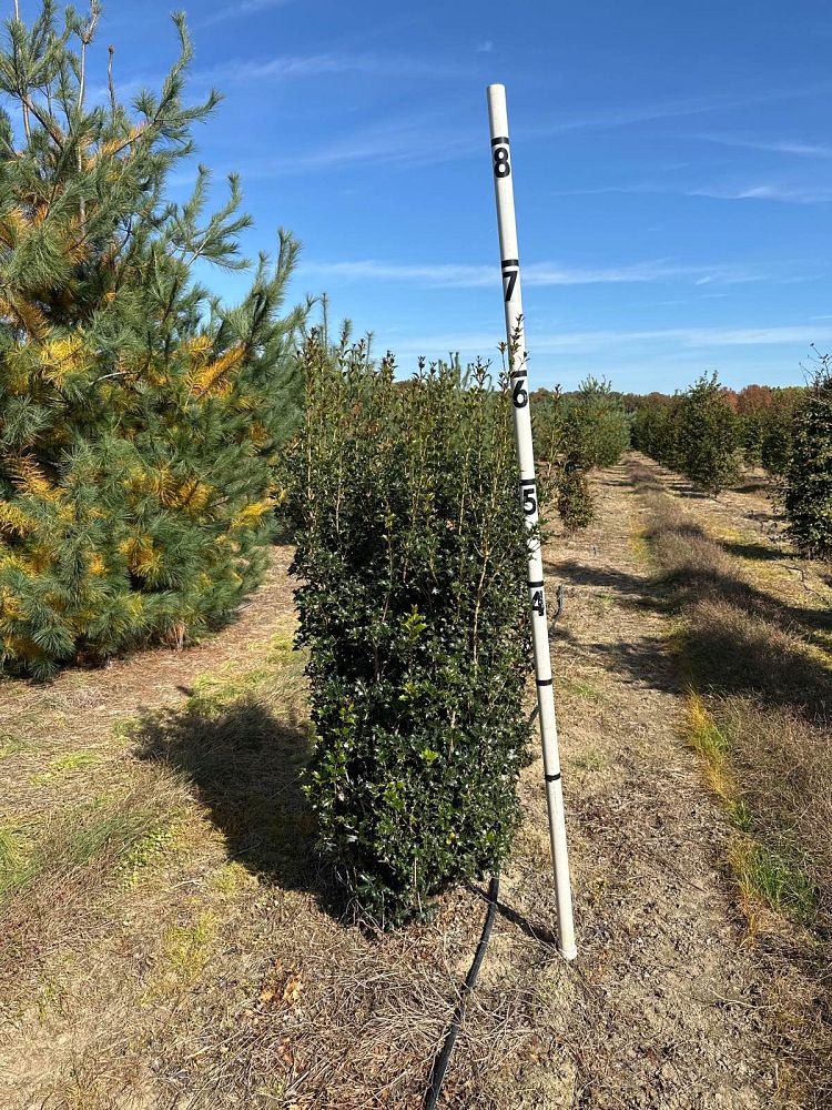 osmanthus-heterophyllus-gulftide-holly-olive