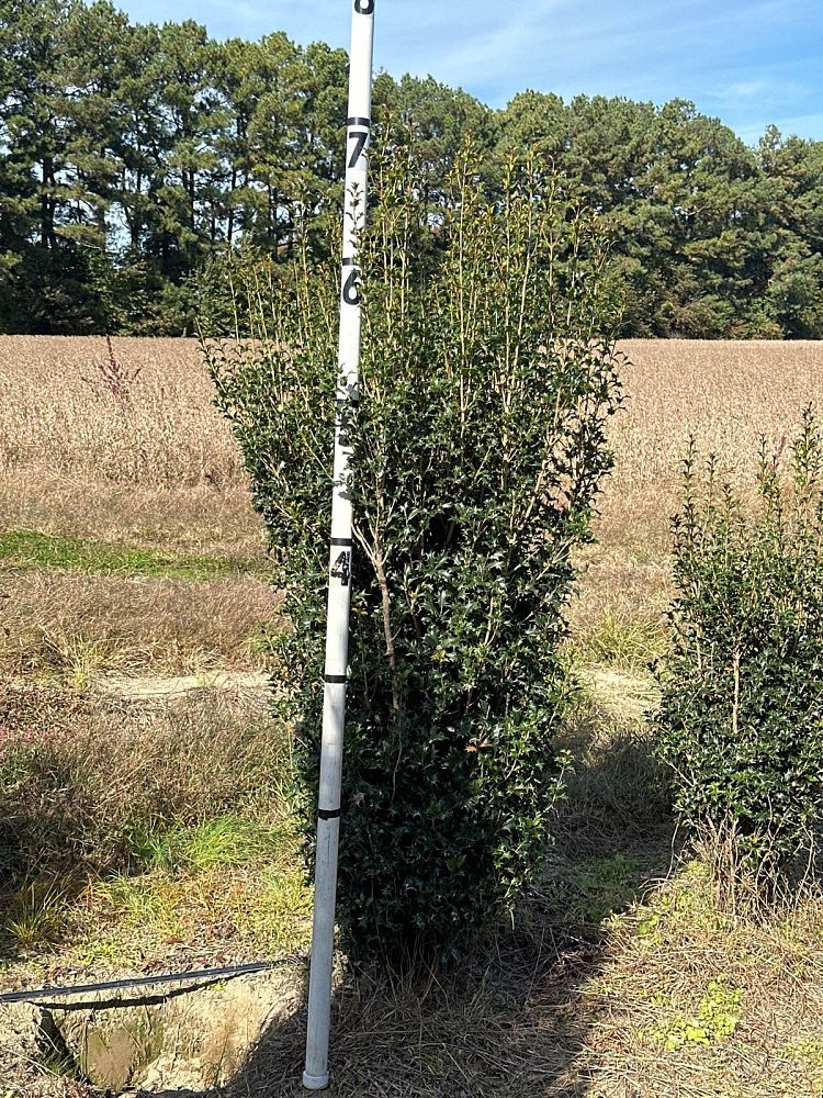osmanthus-heterophyllus-gulftide-holly-olive