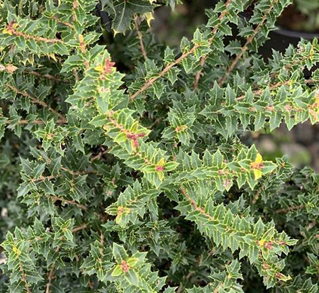 osmanthus-heterophyllus-kaori-hime-fragrant-princess-dwarf-tea-olive