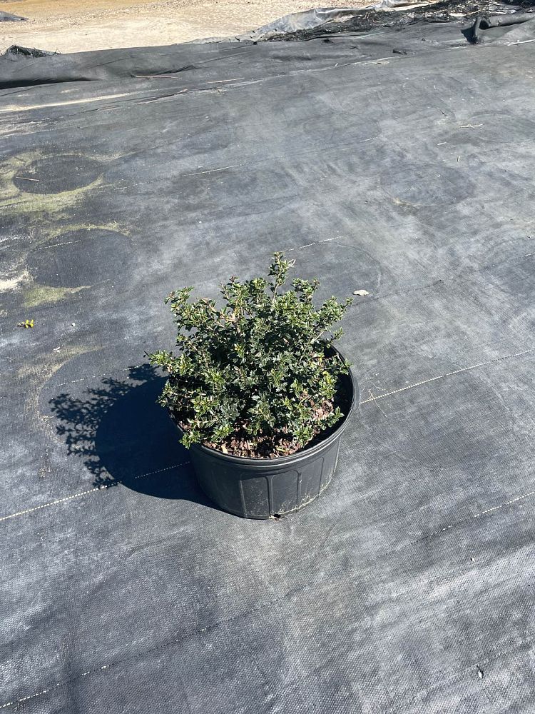osmanthus-heterophyllus-kaori-hime-fragrant-princess-dwarf-tea-olive