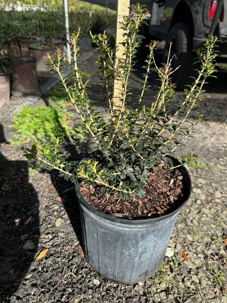 osmanthus-heterophyllus-kaori-hime-fragrant-princess-dwarf-tea-olive
