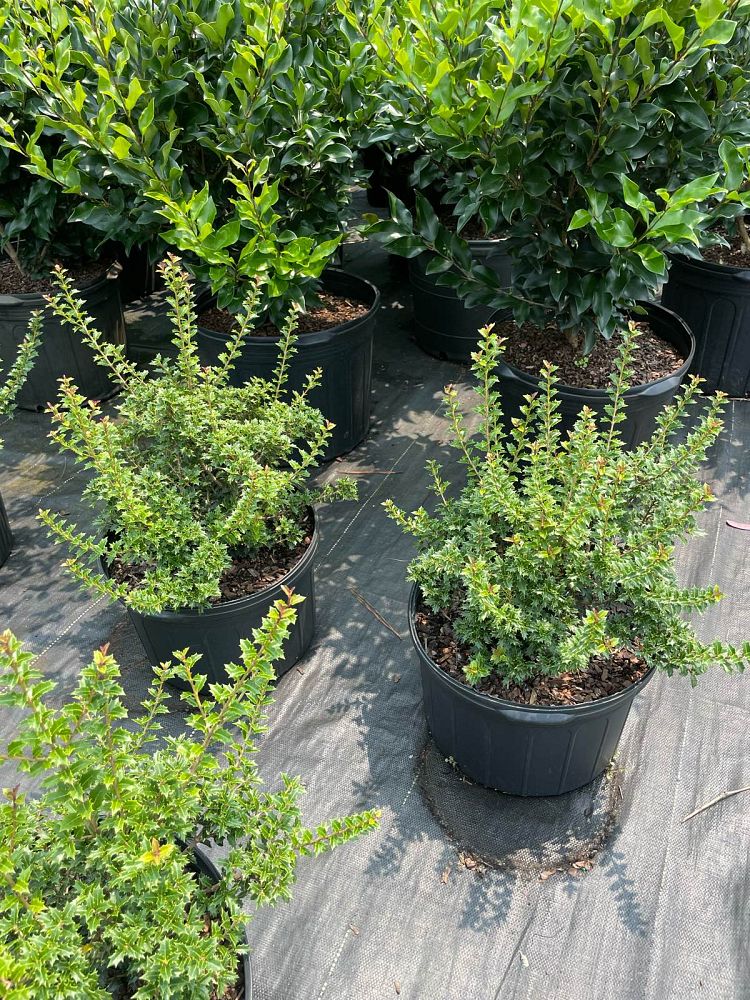 osmanthus-heterophyllus-kaori-hime-fragrant-princess-dwarf-tea-olive