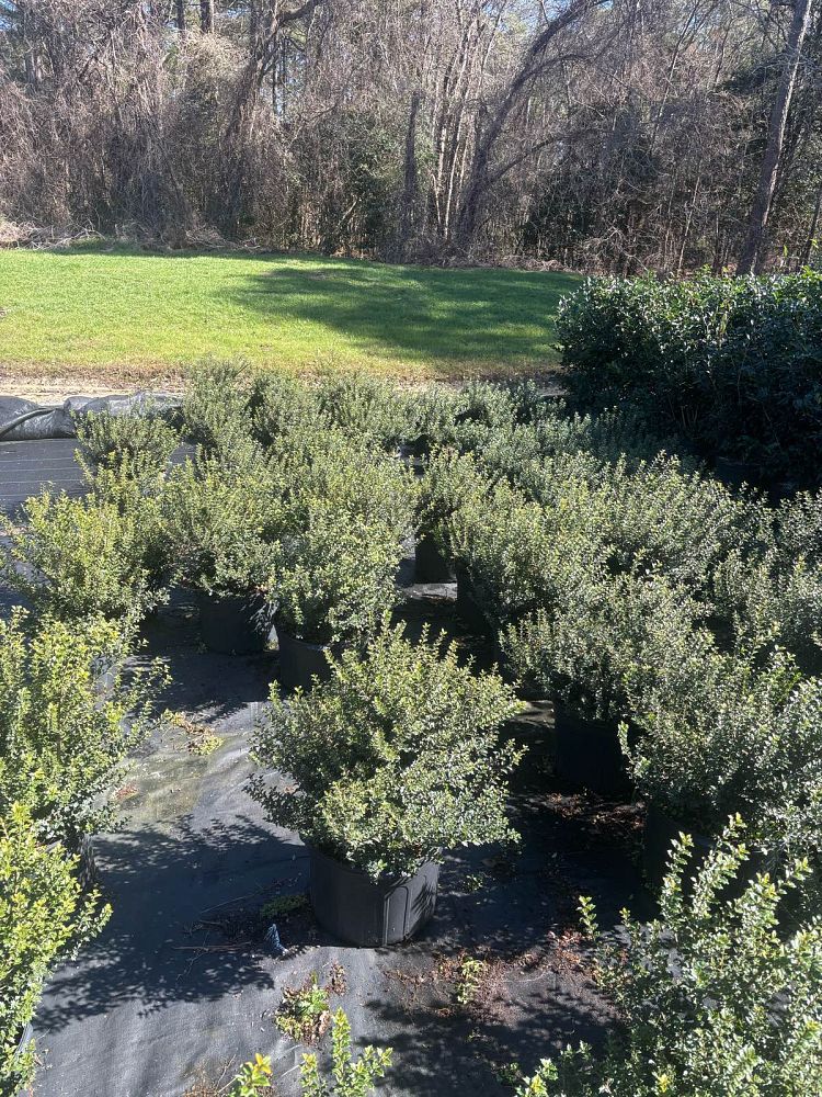 osmanthus-heterophyllus-kaori-hime-fragrant-princess-dwarf-tea-olive