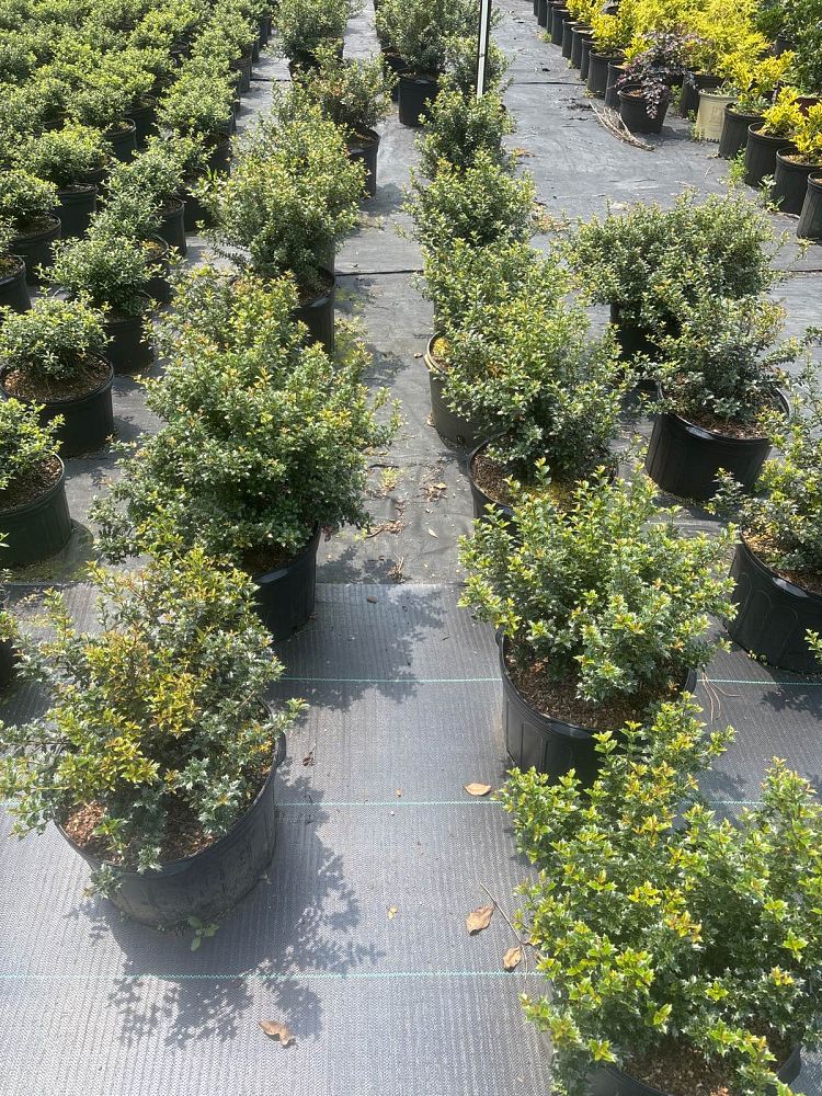 osmanthus-heterophyllus-kaori-hime-fragrant-princess-dwarf-tea-olive