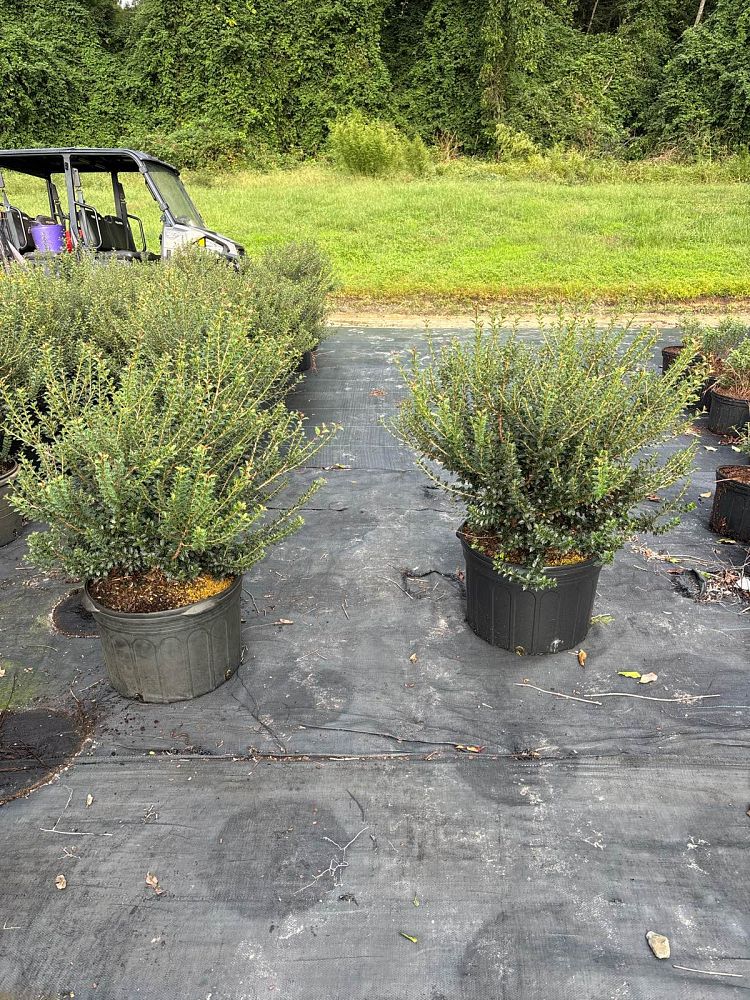 osmanthus-heterophyllus-kaori-hime-fragrant-princess-dwarf-tea-olive