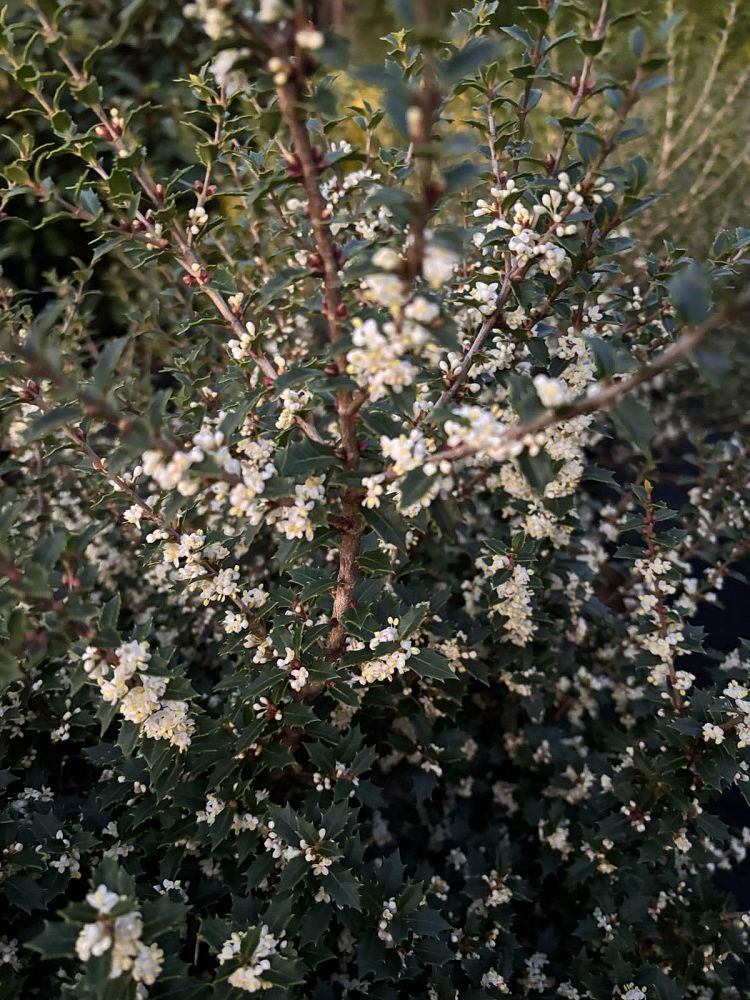 osmanthus-heterophyllus-kaori-hime-fragrant-princess-dwarf-tea-olive