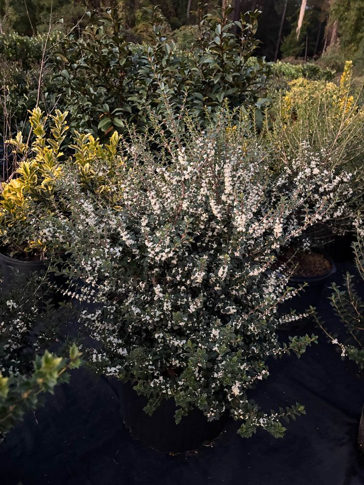 osmanthus-heterophyllus-kaori-hime-fragrant-princess-dwarf-tea-olive