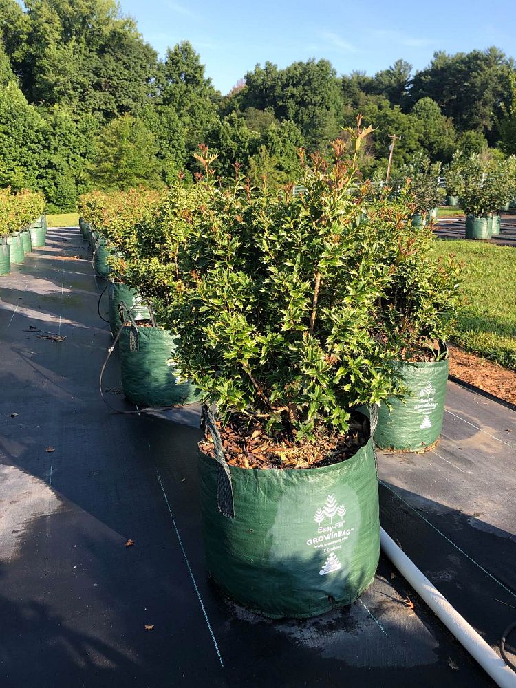 osmanthus-heterophyllus-party-lights-false-holly-holly-olive-osmanthus-heterophyllus-spg-3-021