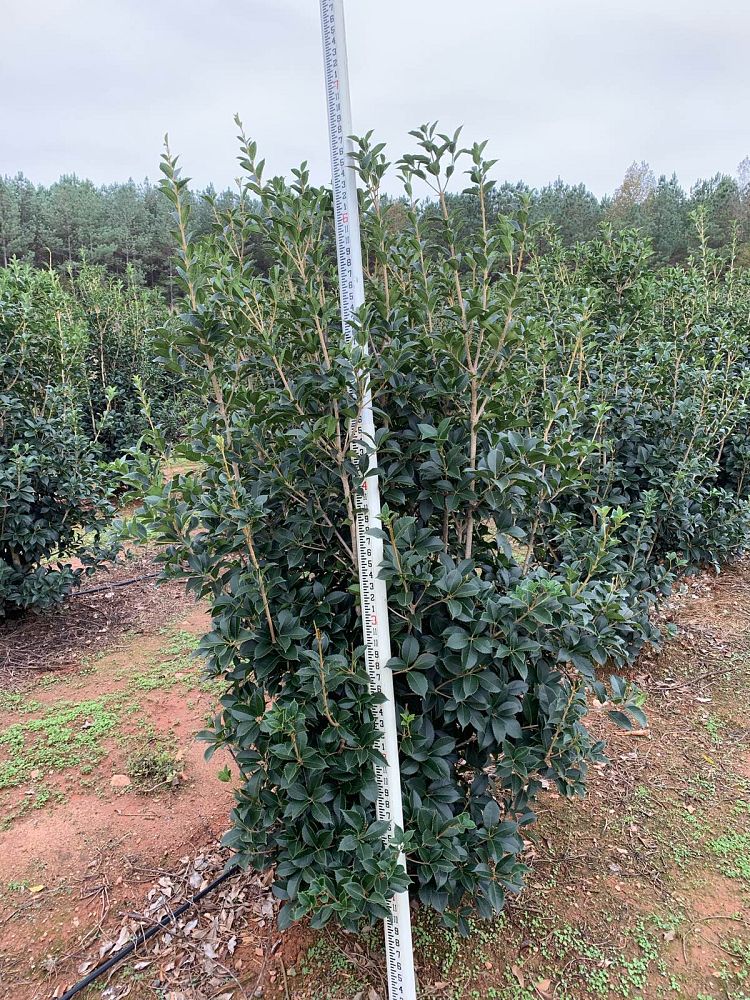 osmanthus-x-fortunei-carl-wheeler-fortune-s-tea-olive