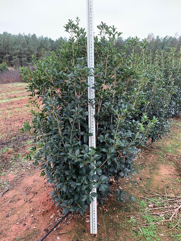 osmanthus-x-fortunei-carl-wheeler-fortune-s-tea-olive