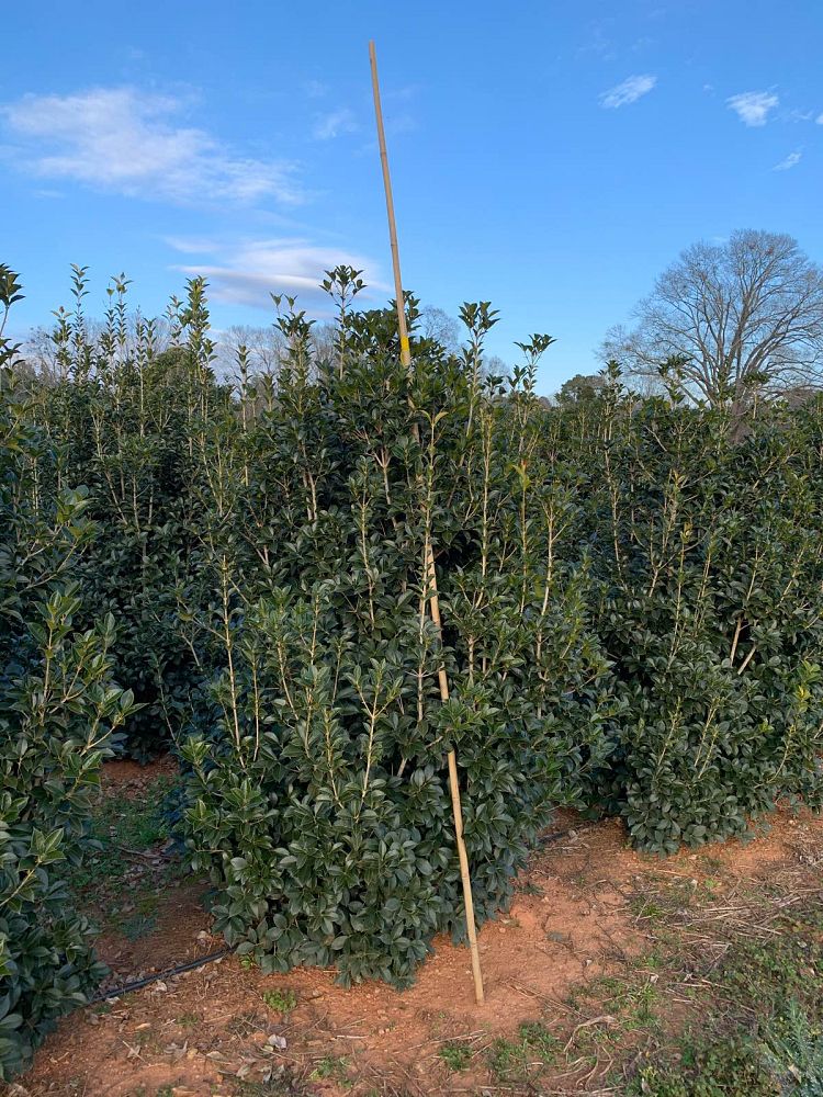 osmanthus-x-fortunei-carl-wheeler-fortune-s-tea-olive